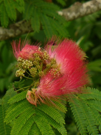 Mimosa, Silk Tree,Albizia julibrissin, copyright � almostedenplants.com